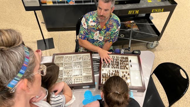 The very first murder hornet nest located in the United States, which originated in Washington State, now resides at the Natural History Museum in Washington, D.C. (Photo: Kevin Kuzminski, 7News)