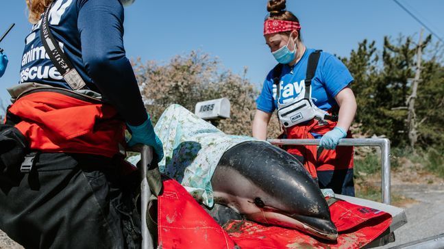 This is one of seven Atlantic white-sided dolphins that became stranded but is now safe, thanks to a team of experts. (Photo: Andrea Spence/ © IFAW)