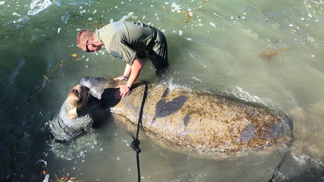 When the exhausted manatee desperately tried to beach itself on the rocks so it wouldn’t drown, Deputy Constant knew she had to do something, the sheriff's office said. “This manatee is going to die right in front of us and I’m not letting that happen!" Deputy Constant said. "We docked the boat, I took off my equipment and got in. We stayed in the water for two hours holding its head up until it could be rescued.” (Pinellas County Sheriff's Office) 