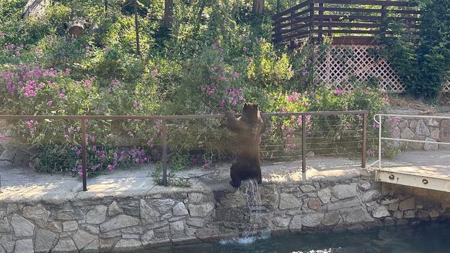 Vacationers capture sunbathing bears in Bass Lake. (Eli Ramirez)