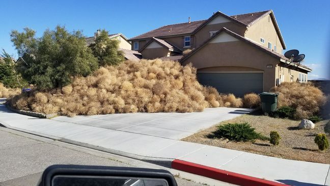 Tumbleweeds bury a home in Victorville, California on April 16, 2018 (Photo courtesy: Cassidee Jeann Dunn)