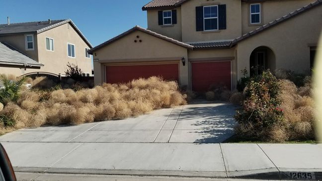 Tumbleweeds bury a home in Victorville, California on April 16, 2018 (Photo courtesy: Cassidee Jeann Dunn)