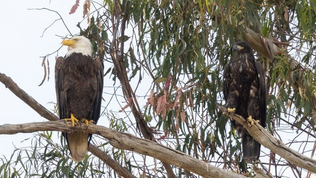 June 14, 2023 photo of Bald eagle nest with one baby hawk and fledged eaglet. (Photo courtesy of wildlife photographer Jann Nichols)