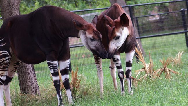 Kayin and Bosomi, two okapis at the Oklahoma City Zoo. (Photo: OKC Zoo)