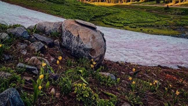 'Watermelon snow' turning Utah mountains red and pink (Courtesy: Brent Haddock).