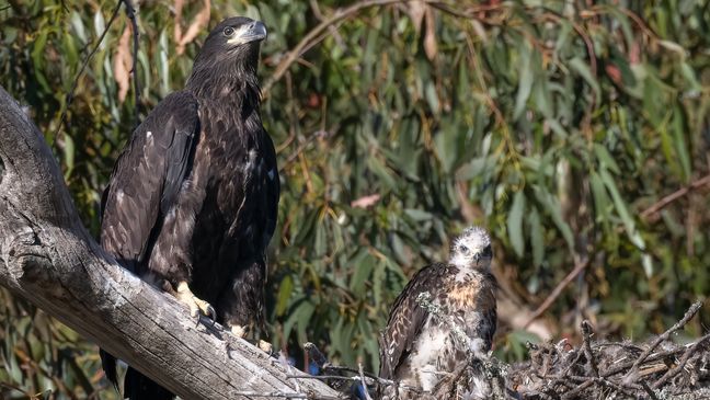 June 2, 2023. (Photo courtesy of wildlife photographer Jann Nichols)