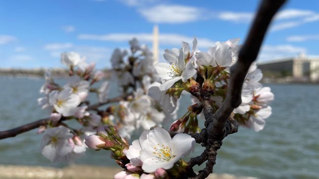 Cherry blossoms have reached peak bloom Monday, March 21, 2022. (Kevin Kuzminski/7News)