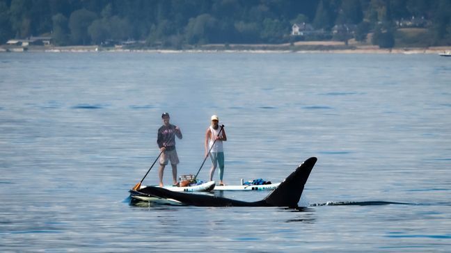 Paddle boarders get a close encounter with orca siblings off West Seattle (Photo: Kersti Muul, Salish Wildlife Watch)