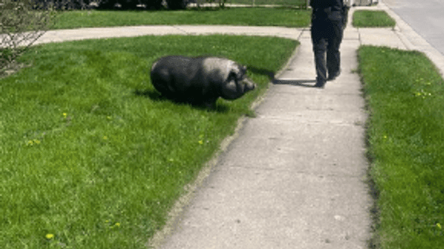 300-pound potbellied pig escapes enclosure, lured home with fruit snacks (GBPD)