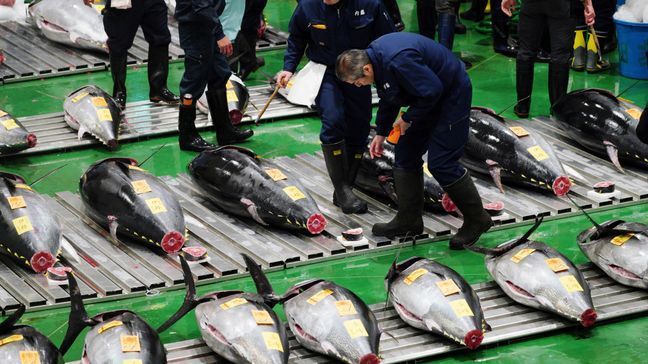 A prospective buyer inspects the quality of a fresh tuna before the first auction of the year at the newly opened Toyosu Market, new site of Tokyo's fish market, in Tokyo Saturday, Jan. 5, 2019. (AP Photo/Eugene Hoshiko)