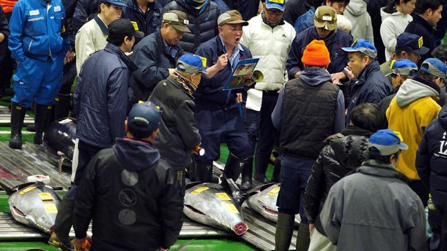 Prospective buyers bid on fresh tunas during the first auction during the first auction of the year at the newly opened Toyosu Market, new site of Tokyo's fish market, in Tokyo Saturday, Jan. 5, 2019. (AP Photo/Eugene Hoshiko)