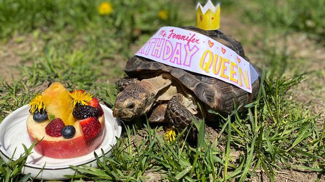 Ms. Jennifer, a 53-year-old tortoise, needs a new home after her owner died due to complications caused by COVID-19. (Photo courtesy of MSPCA-Angell)