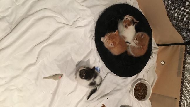 Kittens left for dead being cared for by volunteers