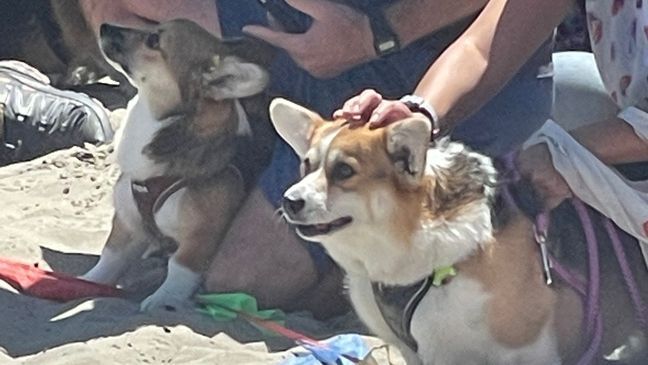 Corgi Beach Takeover Day. (Caitlin Race)