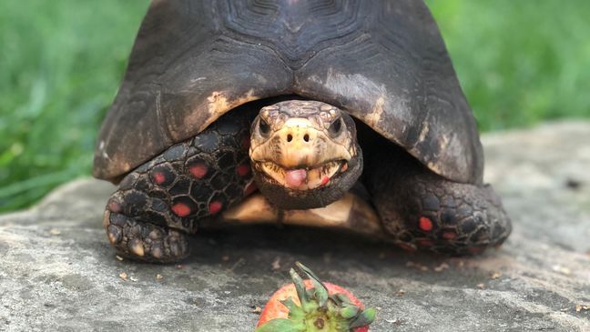 Red-footed tortoise. (Stephanie Edling)