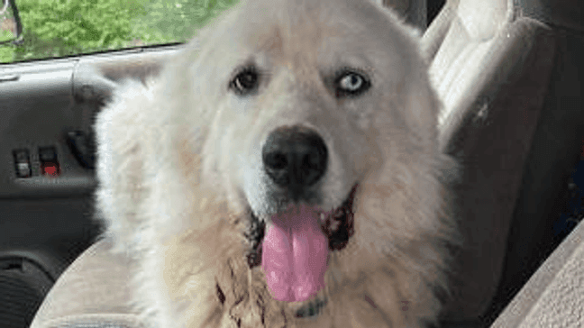 Casper the sheep dog (Photo: John Wierwille)