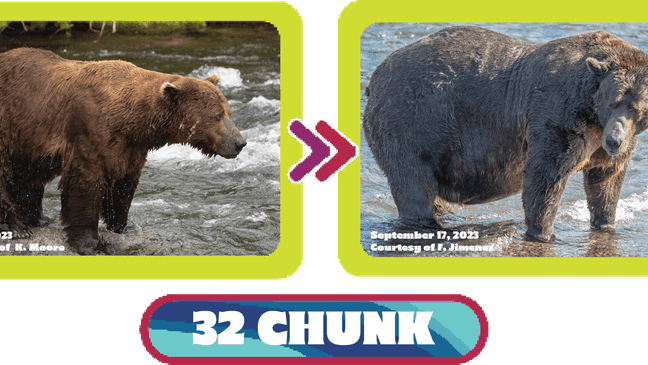 Fat Bear Week candidate 32 Chunk. (National Park Service)