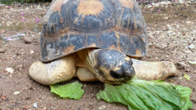 Mr. Pickles the tortoise becomes oldest first-time father at Houston Zoo (Photo: Houston Zoo)