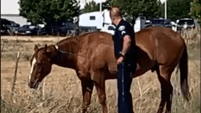 A Brigham City police officer wrangles a horse causing traffic problems. (Brigham City Police Dept./Facebook)