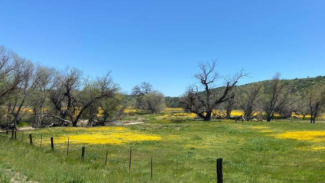 California super bloom bursts to life after record-breaking rain levels (Kathy Forgie)