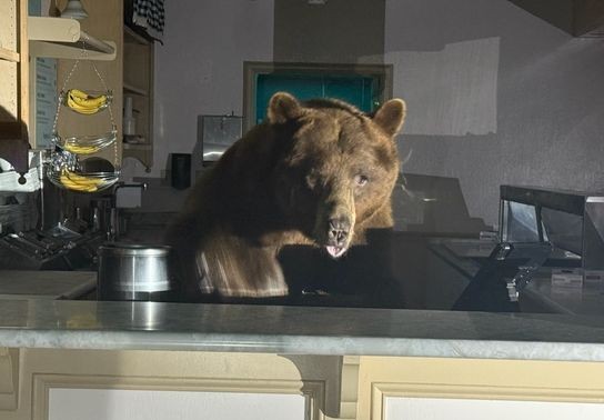 Image for story: Large bear breaks into ice cream shop, attracted to straw-bear-y flavor