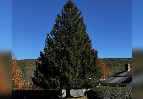 Image for story: Rockefeller Center's Christmas tree begins 140-mile journey from Massachusetts