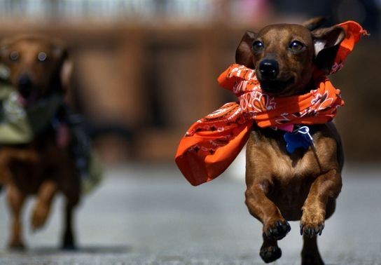 Image for story: PETA urges Oktoberfest on Oklahoma to replace annual dachshund dash