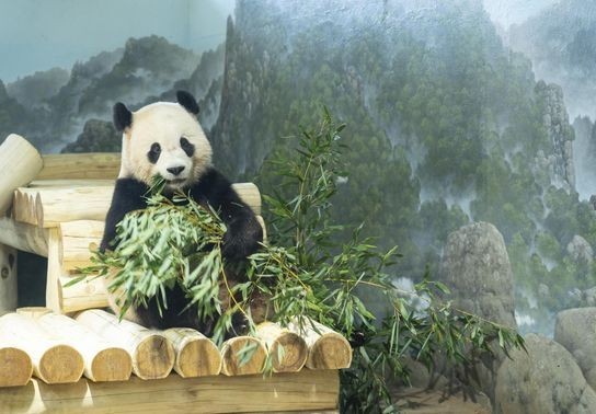 Image for story: PHOTOS: New pandas Bao Li and Qing Bao arrive at the Smithsonian National Zoo