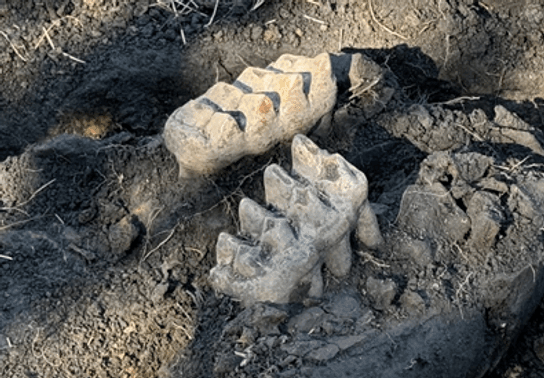 Image for story: Complete mastodon jaw discovered in New York backyard