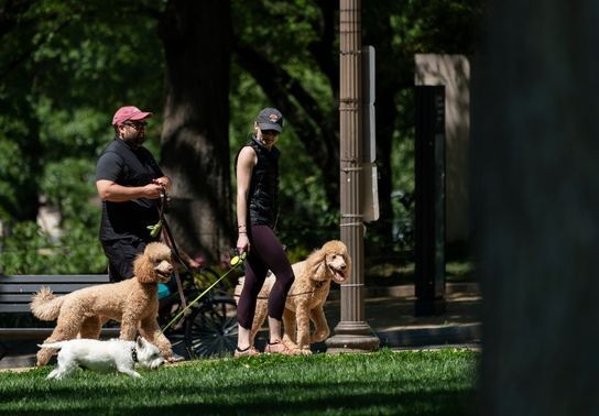 Image for story: Dog walkers beware: Dogs bring loads of joy but also perils on a leash