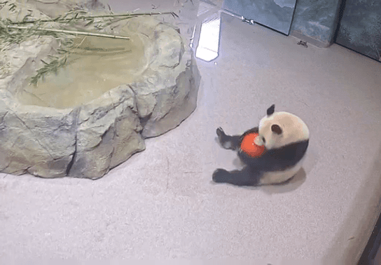 Image for story: Let the good times roll!: New video shows pandas at Smithsonian National Zoo