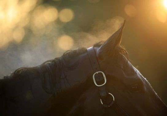 Image for story: Intoxicated horseback rider disrupts Georgia Christmas parade, police say