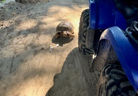 Image for story: Runaway tortoise takes a slow ride on the wild side, found by Portland police