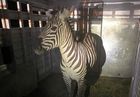 Image for story: Elusive zebra recovered after 6 days on the run in Washington state