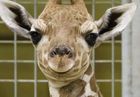 Image for story: Weeks-old giraffe calf's name inspired by a long-time volunteer