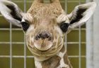 Image for story: Weeks-old giraffe calf's name inspired by a long-time volunteer
