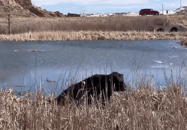 Image for story: 'And that's no bull!' Watch first responders in Colorado rescue pet bull stuck in mud