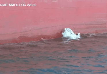 Image for story: Dolphins spotted using shipping vessels in SC harbor to catch prey in 'unique' strategy