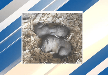 Image for story: Punxsutawney Groundhog Club asking for public's help in naming baby groundhogs