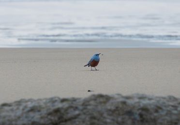 Image for story: Amateur photographer may have captured first US sighting of rare Blue Rock Thrush