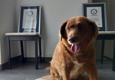Image for story: Guinness retracts 'world's oldest dog' title from late Portuguese dog after investigation