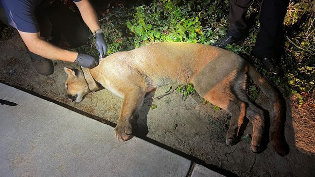 Mountain lion caught in Visalia, California. (Photo: Visalia Police Department)