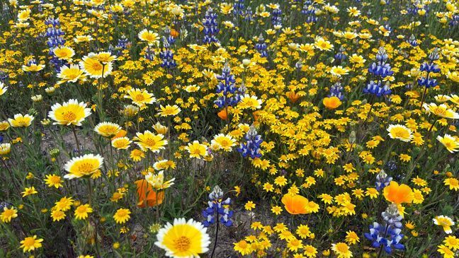 California super bloom bursts to life after record-breaking rain levels (Kathy Forgie)