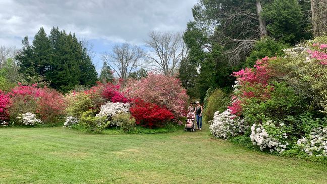 A variety of azaleas in all sorts of vibrant colors are blossoming across six acres, with some to make additional appearances as the summer approaches. (WJAR)