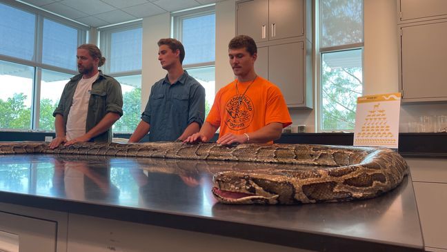 19-foot, 125 lb. python is largest ever caught in Florida{&nbsp;}(Conservancy of Southwest Florida)