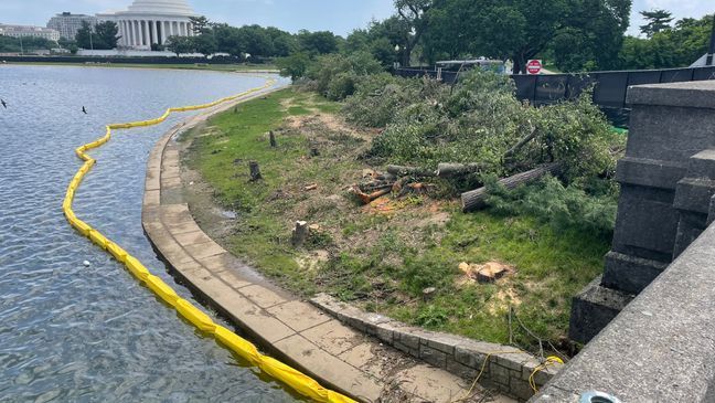 Trees cut down along the south portion of the D.C. Tidal Basin on May 24, 2024. National Park Service crews removed the beloved cherry tree named "Stumpy" as they begin work on repairing sea walls. (Mike Vaughn/7News){&nbsp;}{p}{/p}