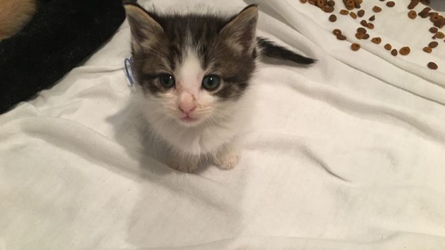 Kittens left for dead being cared for by volunteers