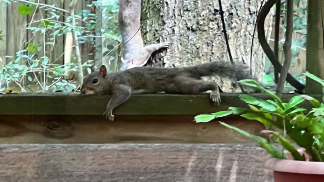 Splooting squirrel trying to cool off from extreme heat in the U.S. (Photo: Victoria Spechko)