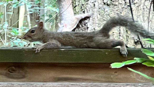 Splooting squirrel trying to cool off from extreme heat in the U.S. (Photo: Victoria Spechko)