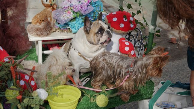 25th Annual Great PUPkin Dog Costume Contest (Photo: Emily Faber, The National Desk)